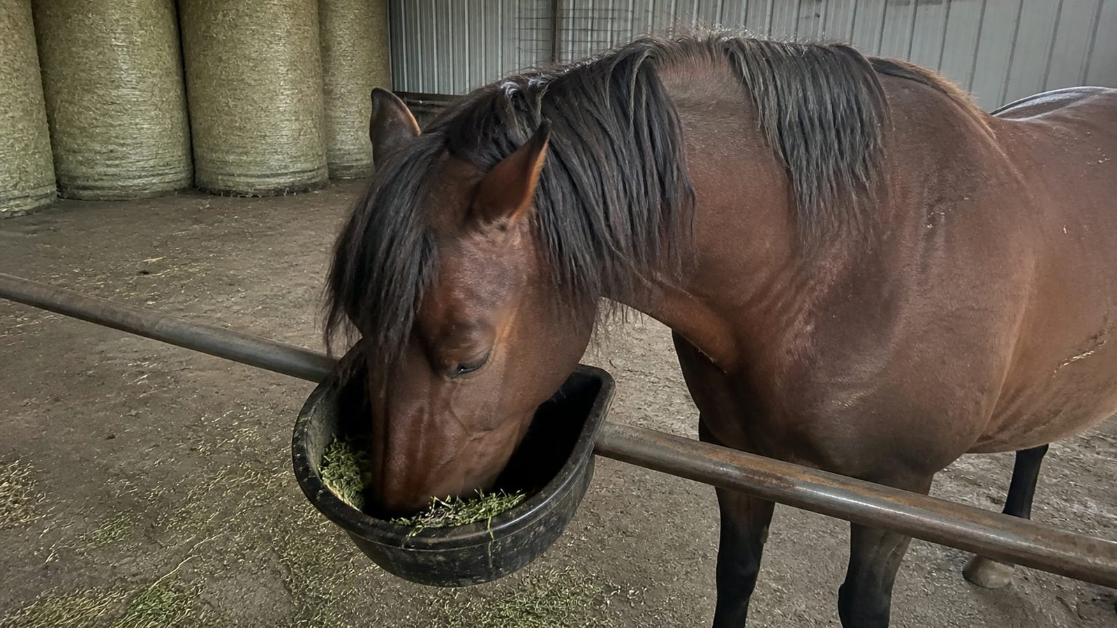 A bay horse with its head down in a black rubber feed bucket hooked over a paddock fence rail, eating cut green microgreens from it, with round bales visible behind in flat overcast light