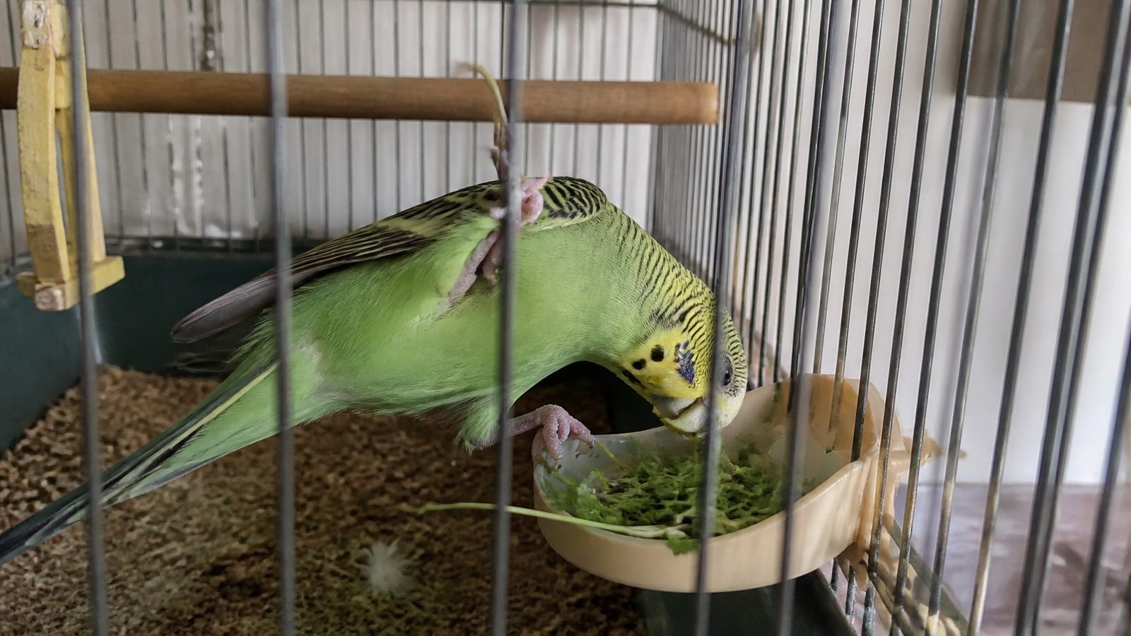 A green budgerigar on a cage perch leaning down toward a small shallow dish of cut green microgreens clipped to the bars, photographed level with the dish in flat indoor daylight