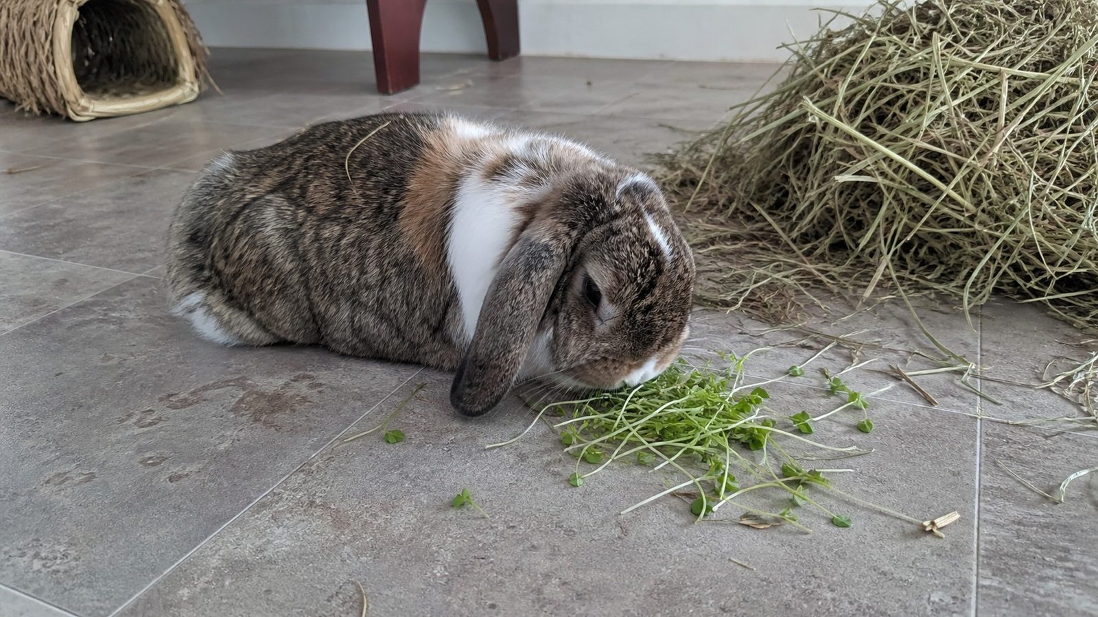 A lop-eared house rabbit on a tiled floor beside a large pile of loose grass hay, nosing a small handful of cut green microgreens, photographed at floor level in flat daylight
