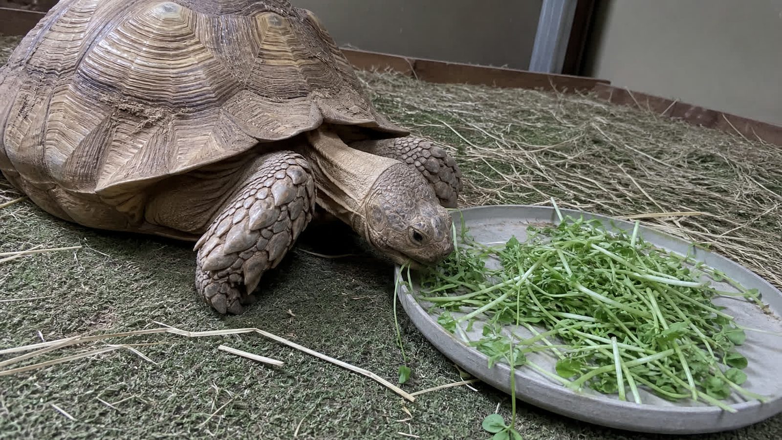 A sulcata tortoise on a grassy enclosure floor beside a shallow flat dish of cut green microgreens, photographed level with the shell in flat overcast daylight, with dry grass hay scattered nearby