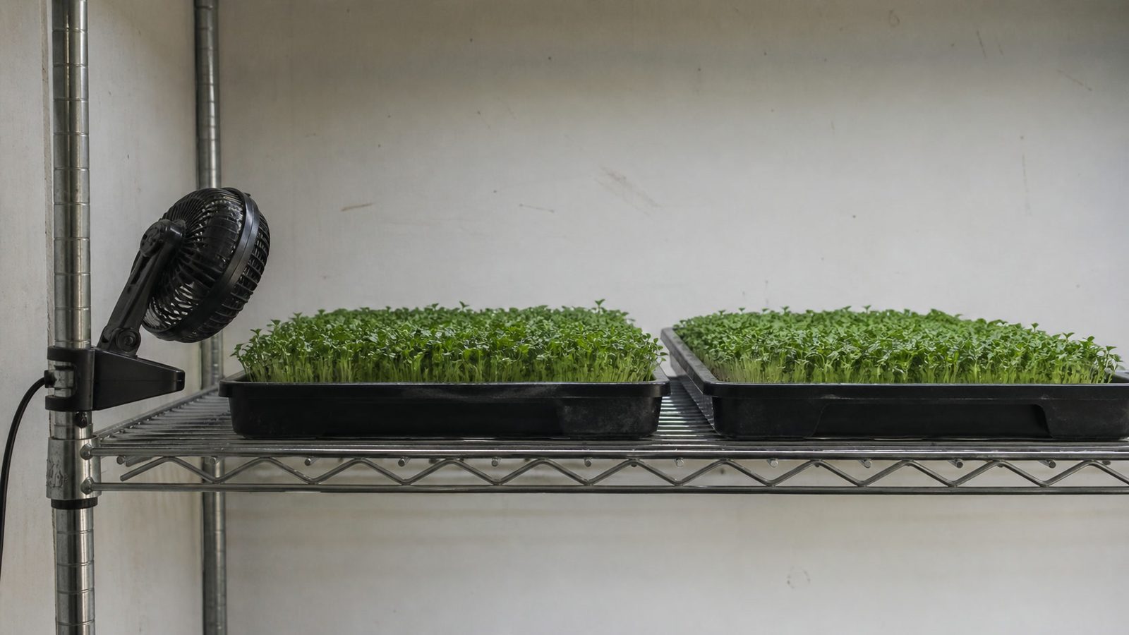 A small clip fan clamped to the upright of a wire shelving unit and angled along the shelf rather than at the trays, with two 1020 trays of microgreens beside it, photographed side on at shelf height in flat indoor light