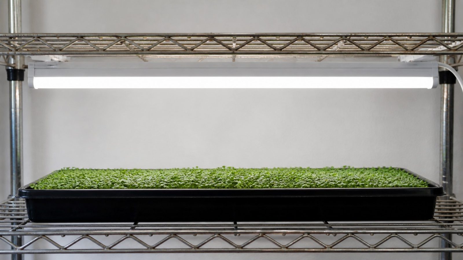 A four foot white LED strip light mounted under a wire shelf above a single 1020 tray of young microgreens, photographed side on at shelf height in flat indoor light, with the light bar and the tray both fully in frame