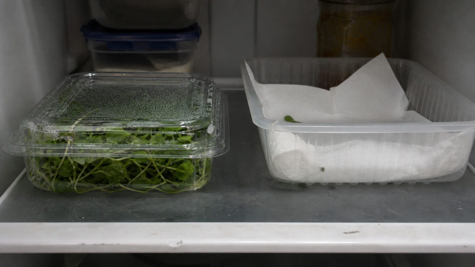 A clear hinged clamshell of cut microgreens on a refrigerator shelf beside an open rigid deli container lined with a dry paper towel, photographed side on at shelf height in flat cold light, with visible condensation beading on the inside of the closed clamshell lid