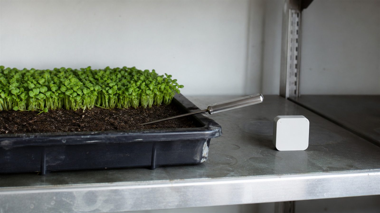 A slim stainless probe thermometer pushed into the damp medium of a 1020 tray at seed depth with its body resting on the tray rim and its display turned away from the camera, a small room sensor sitting on the shelf beside the tray, photographed side on at bench height in flat indoor light