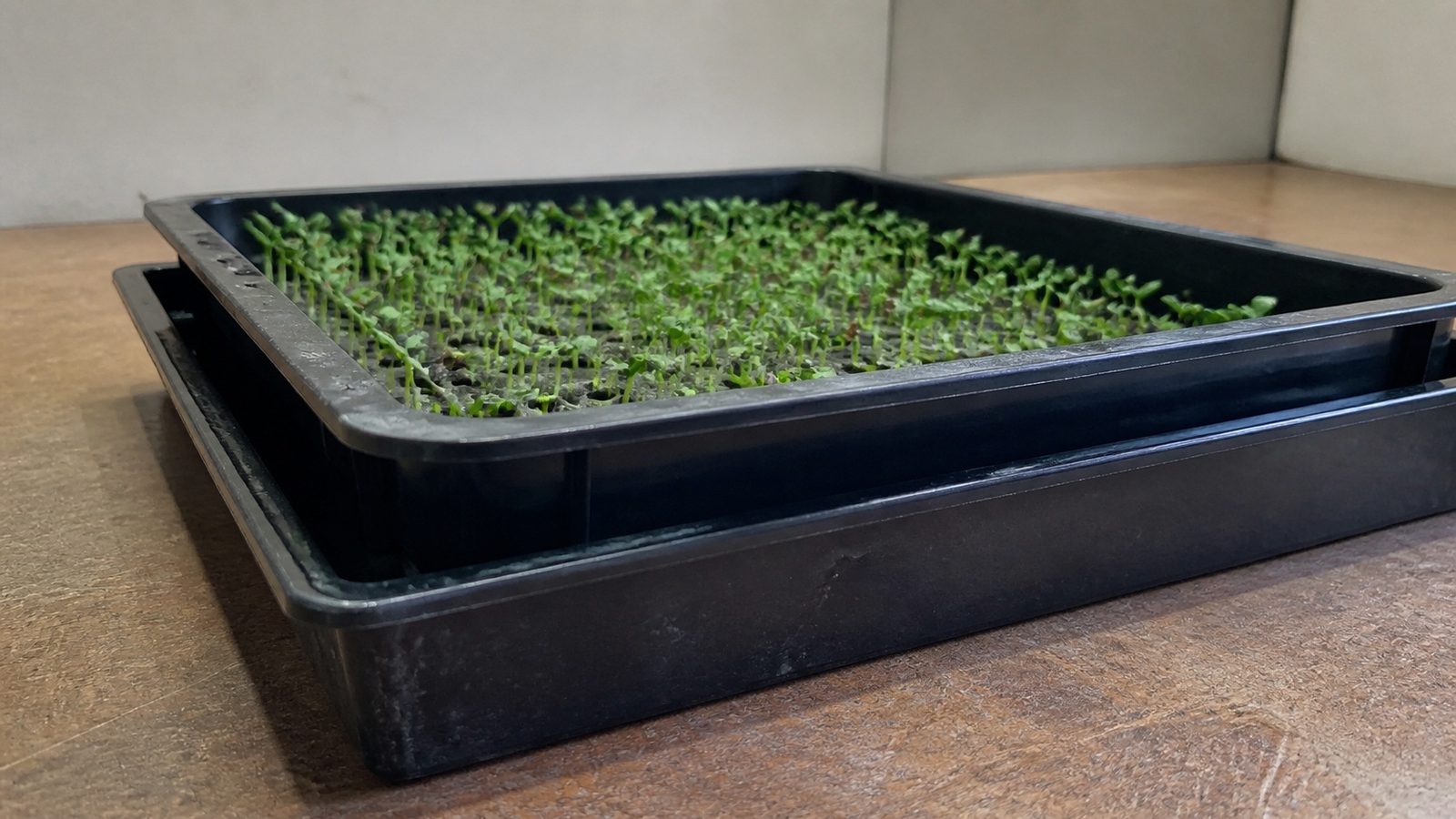 Two black 1020 trays on a bench, the upper one perforated and nested inside a solid lower tray with a shallow layer of water visible in the reservoir, photographed at a low angle level with the tray rims in flat indoor light