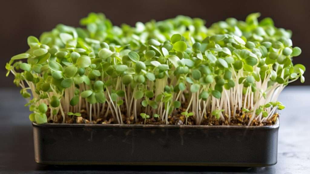 A Beginner's Guide To Growing Microgreens - Microgreens Guru