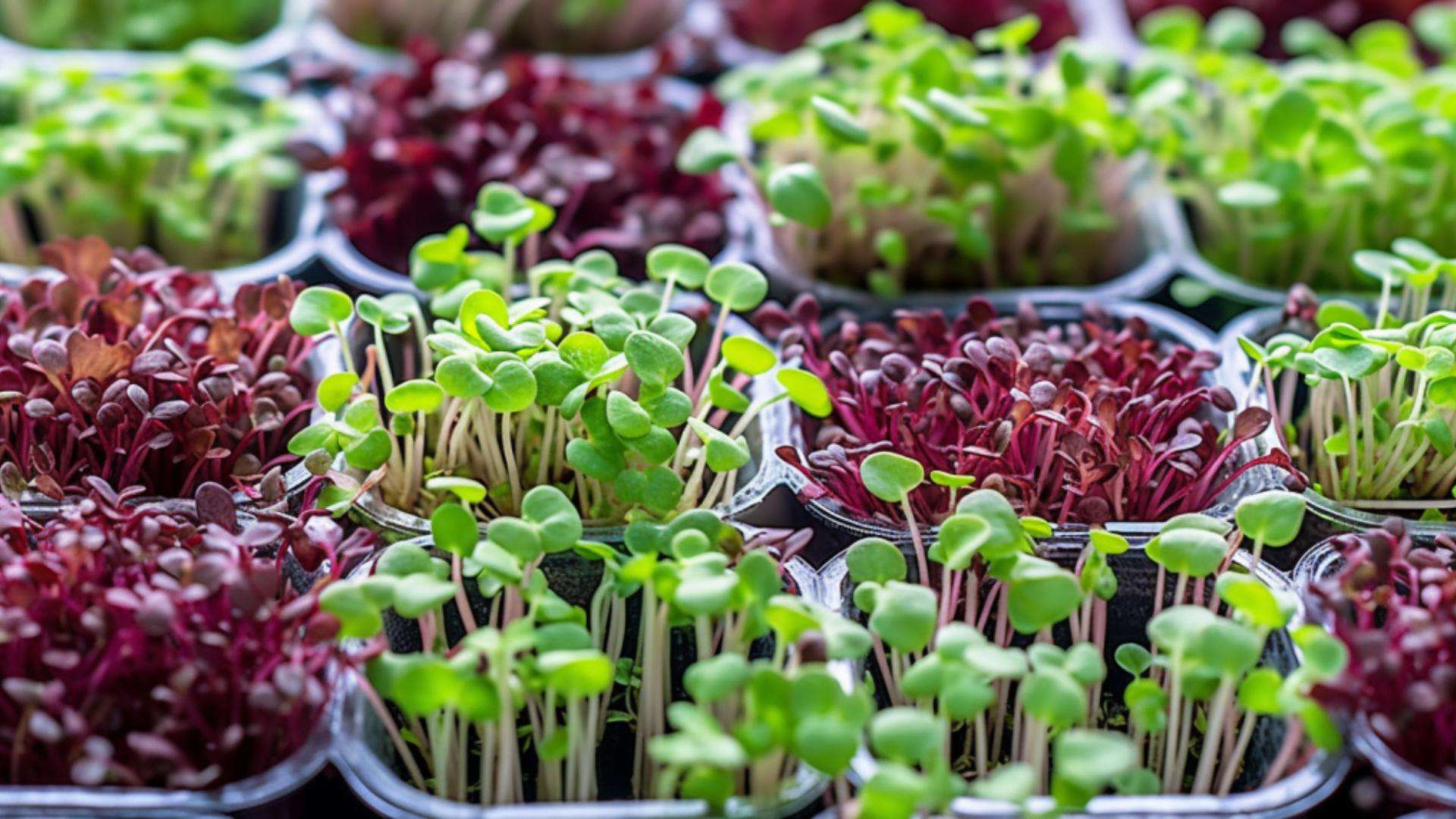 How Much Do Microgreens Sell For - Microgreens Guru