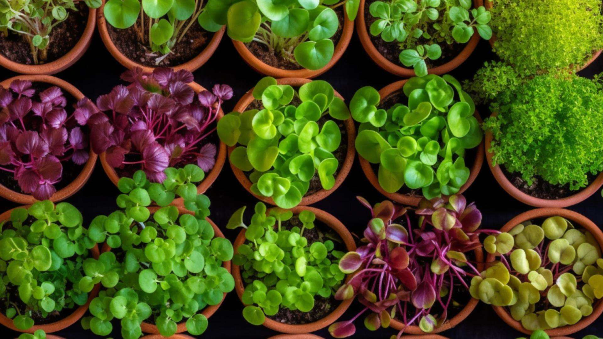 The Surprising Secret to Generating Passive Income with Microgreens