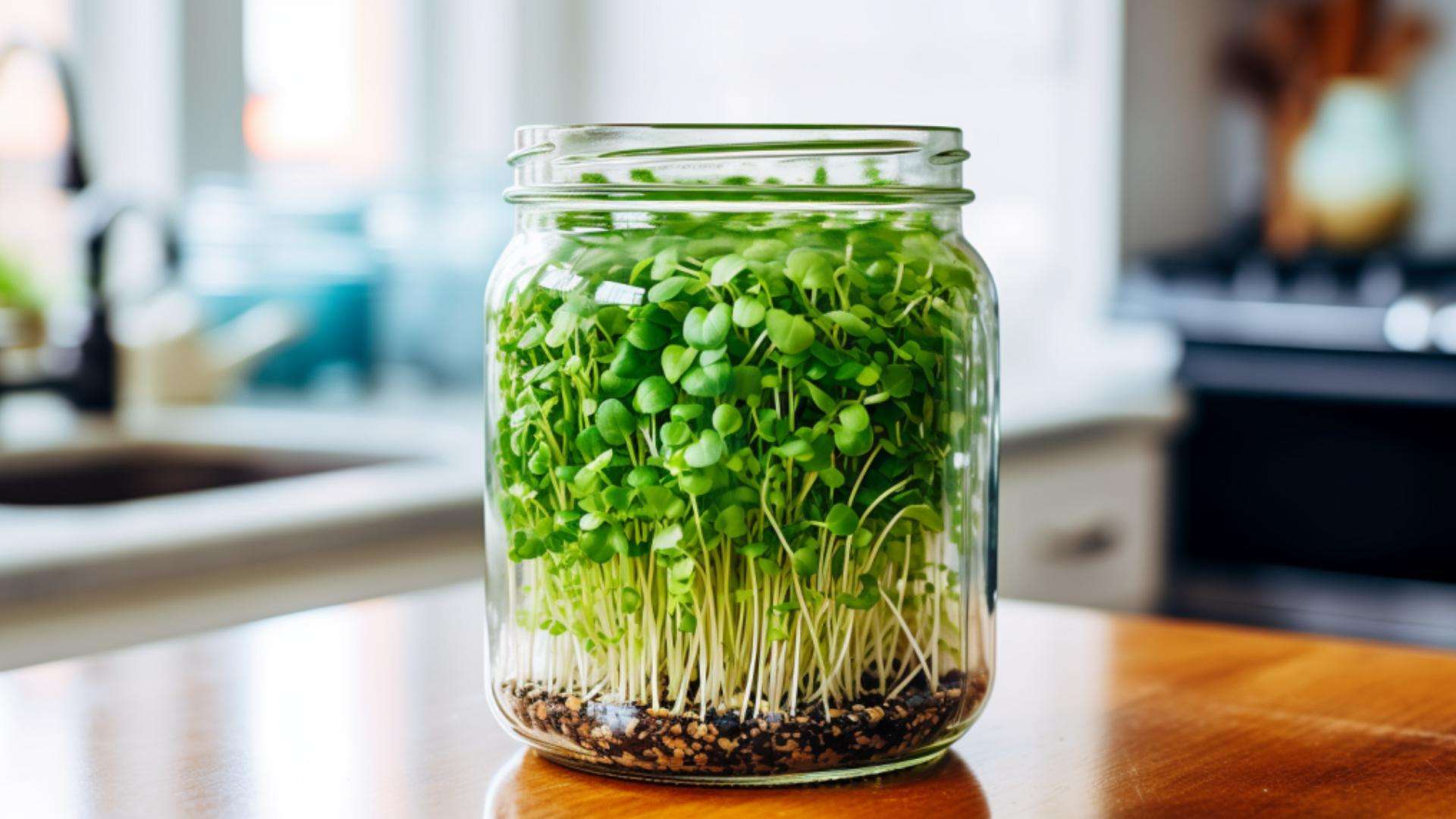 How To Grow Microgreens In A Jar An Exciting Step By Step Journey