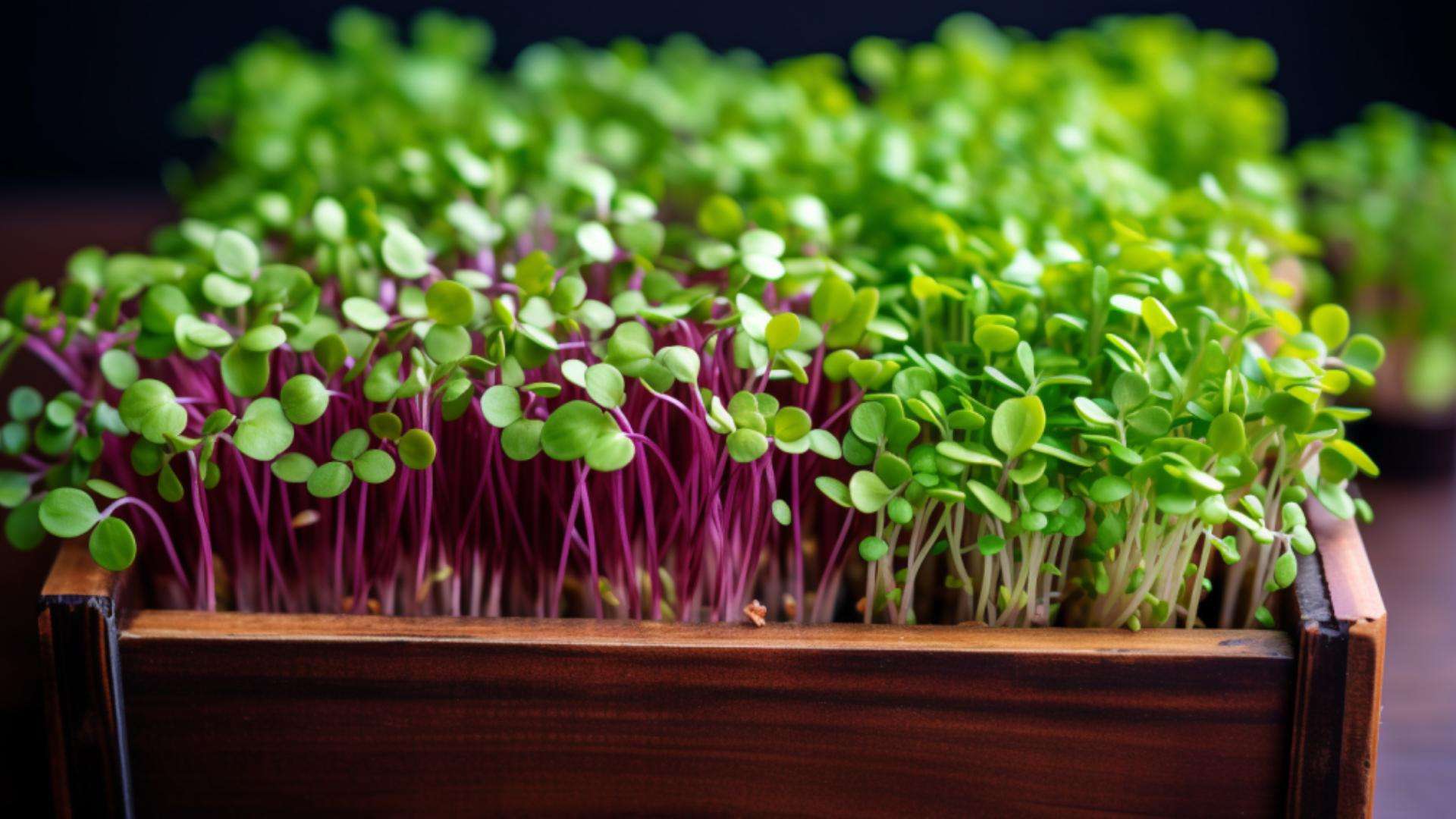 Where to Sell Microgreens Top Places to Cash in on Your Homegrown