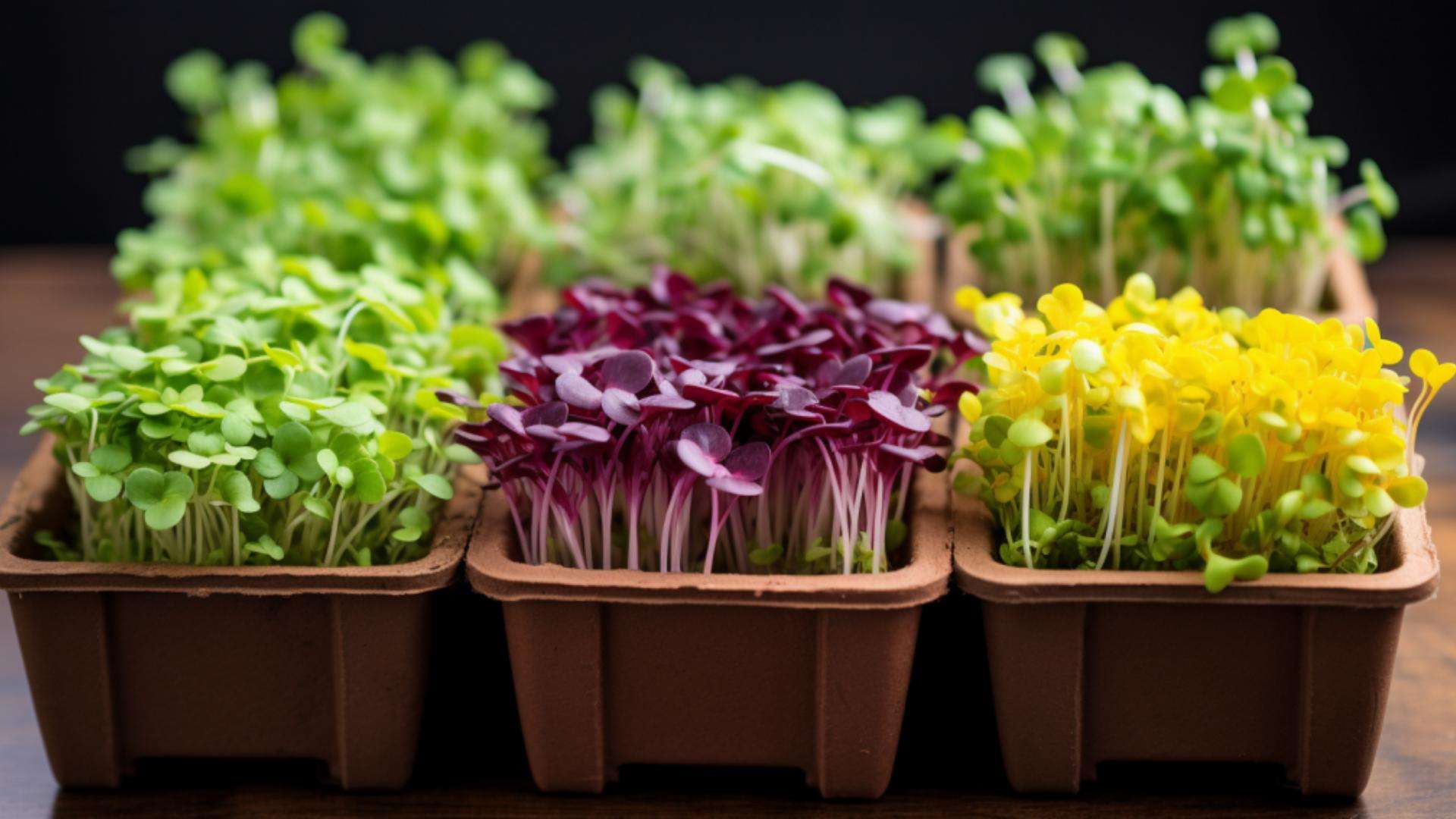 Selling Microgreens Discover the Fascinating Potential of this