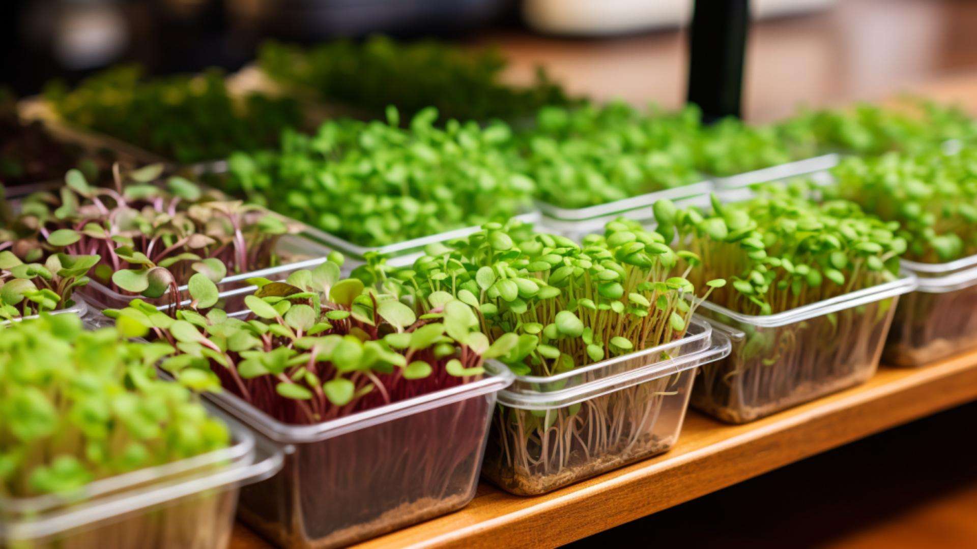 Selling Microgreens in Pennsylvania A Stunningly Attractive