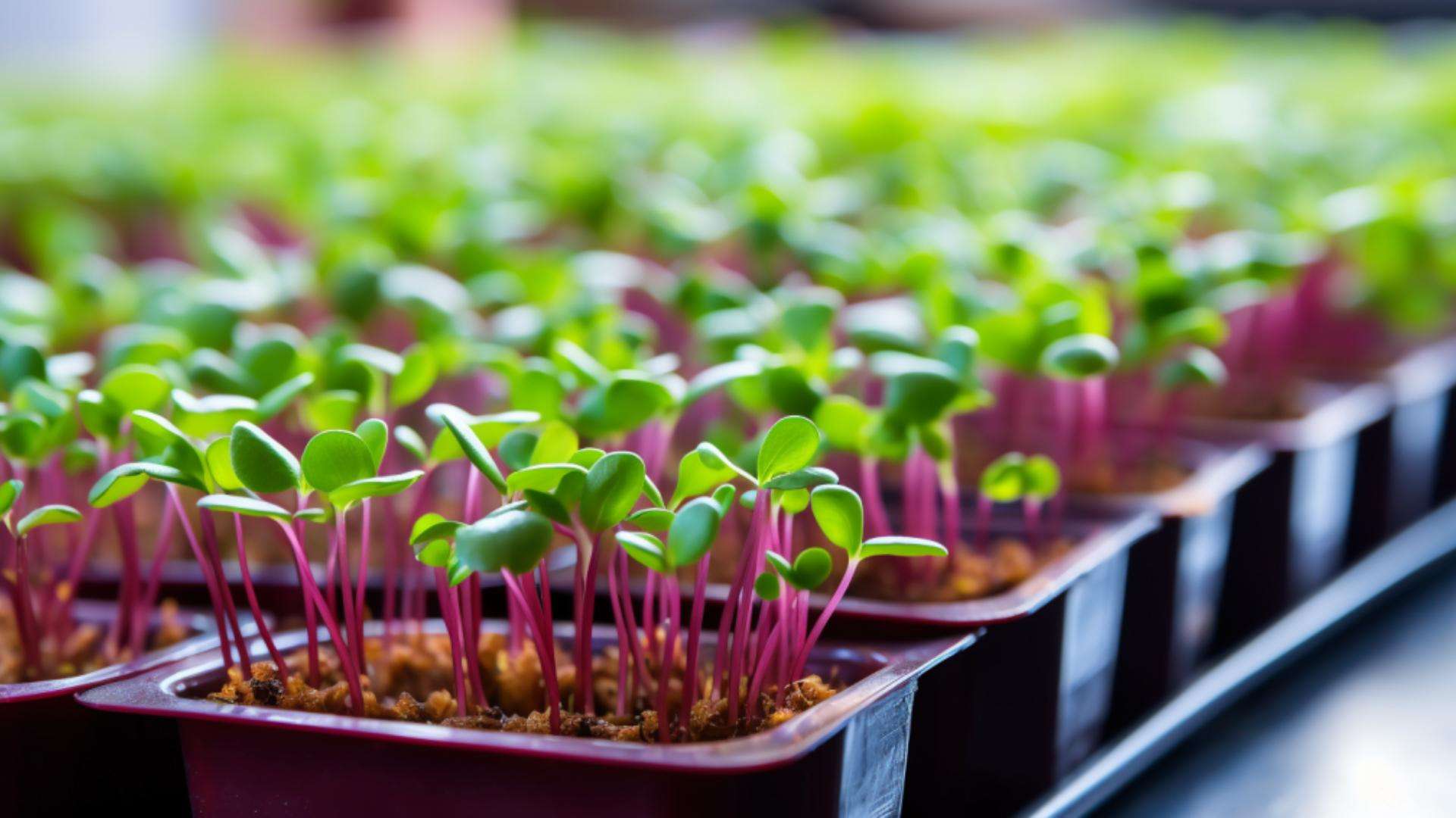 Selling Microgreens in Georgia: A Breakthrough Business Opportunity ...